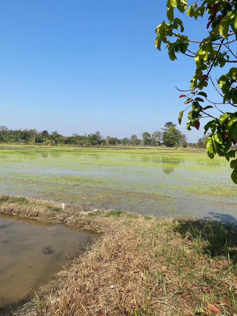 ที่ดิน 1200000 เชียงราย เมืองเชียงราย บ้านดู่ ที่ดิน 1200000 เชียงราย เมืองเชียงราย บ้านดู่