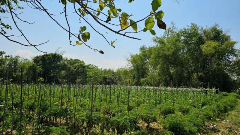 ที่ดิน 19500000 เพชรบุรี ท่ายาง ท่าคอย ที่ดิน 19500000 เพชรบุรี ท่ายาง ท่าคอย