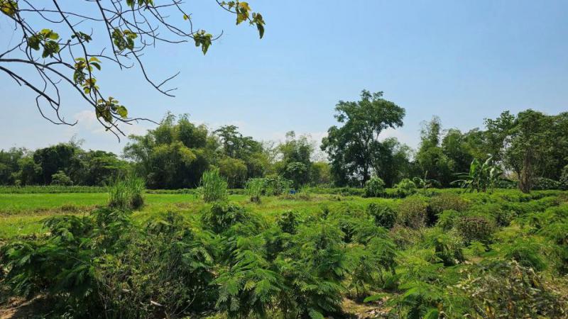 ที่ดิน 19500000 เพชรบุรี ท่ายาง ท่าคอย ที่ดิน 19500000 เพชรบุรี ท่ายาง ท่าคอย