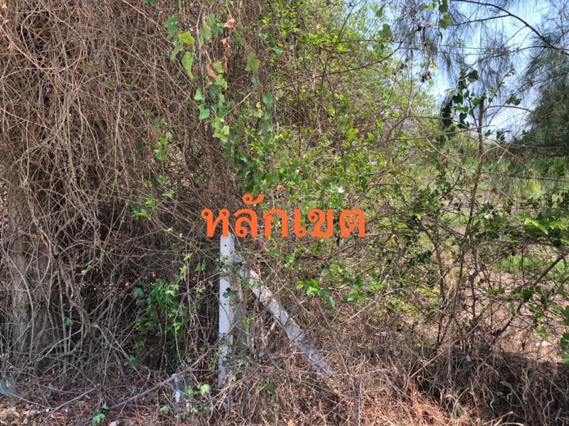 ที่ดิน 350000 ราชบุรี จอมบึง รางบัว ที่ดิน 350000 ราชบุรี จอมบึง รางบัว