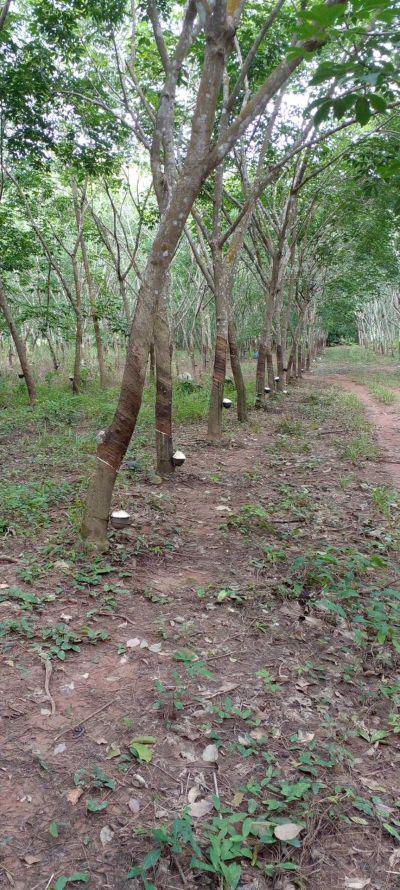 ที่ดิน 250000 จันทบุรี สอยดาว ทรายขาว