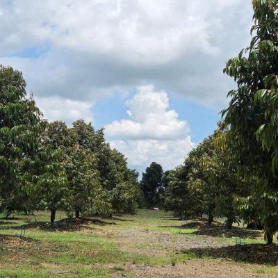 ที่ดิน 7800000 ระยอง แกลง กระแสบน